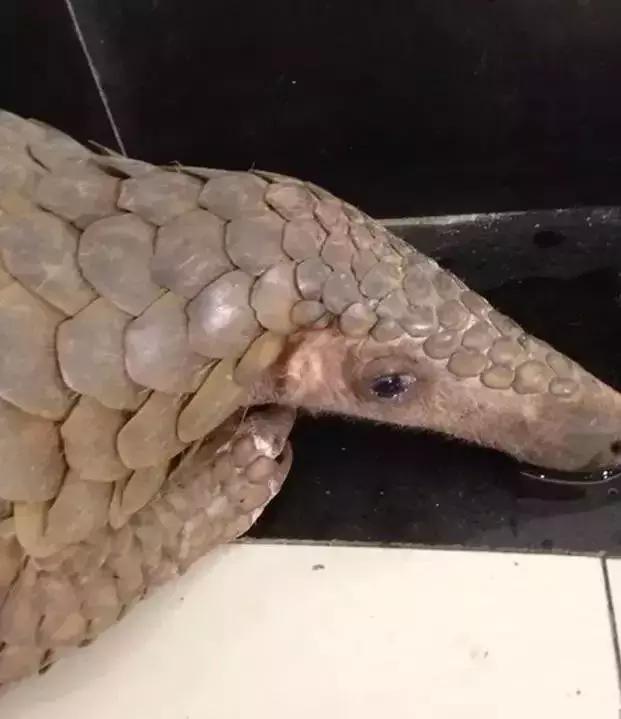 最可怕的代购骗局,揭露各种海外代购真相