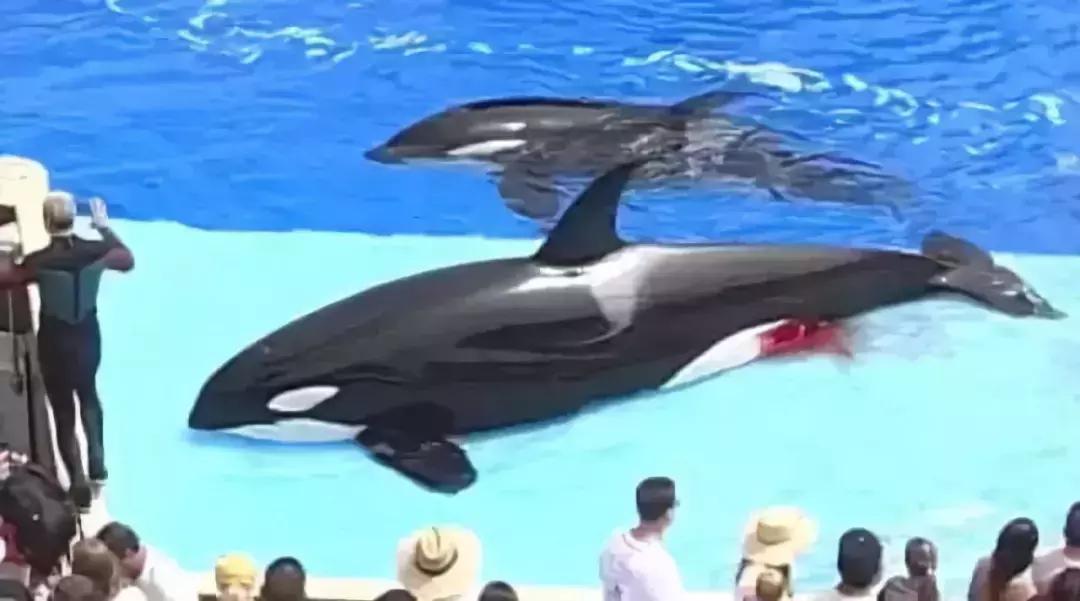 最可怕的代购骗局,揭露各种海外代购真相