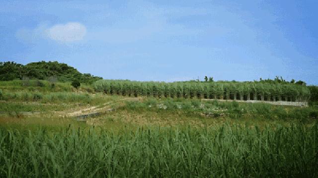 灏忕獥骞借鐙,灏忕獥骞借娣℃硦鍚嶅埄