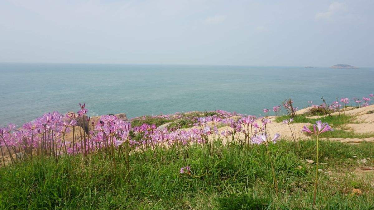 江水搅浑了海洋，蔚蓝便守在了枸杞岛