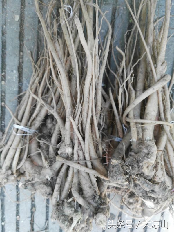 6月18日德昌端午节火爆场面将至,众多中草药先让你辨认,药膳宴等你品尝