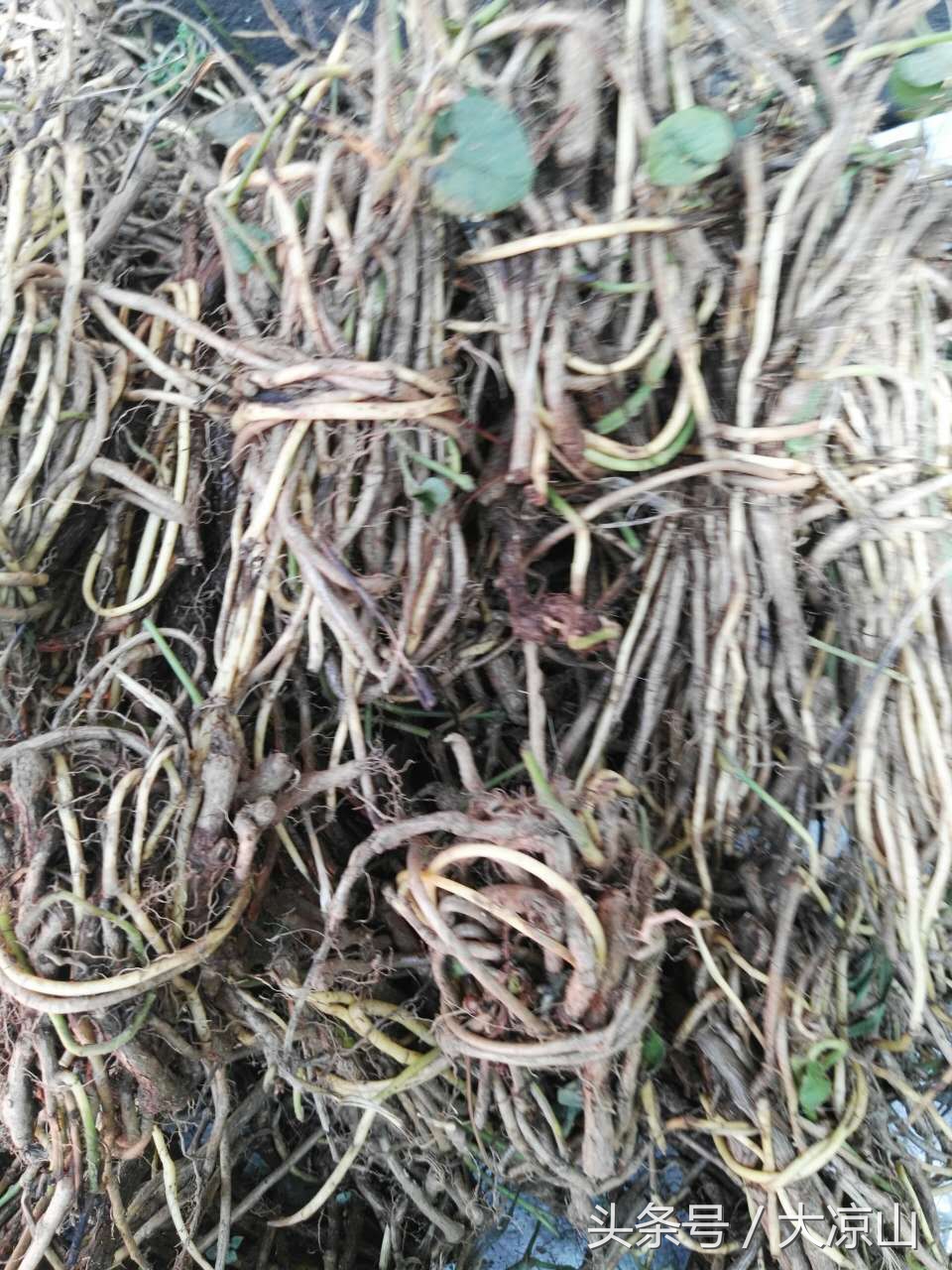 6月18日德昌端午节火爆场面将至,众多中草药先让你辨认,药膳宴等你品尝