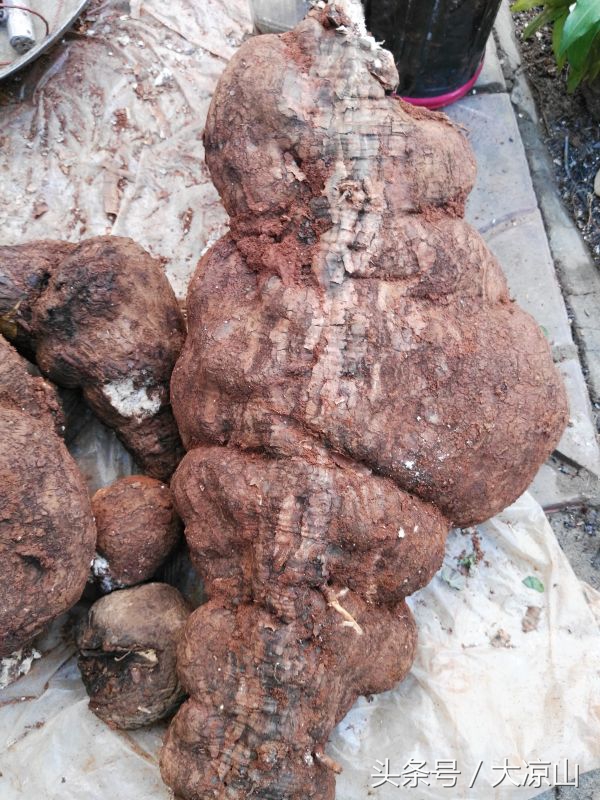 6月18日德昌端午节火爆场面将至,众多中草药先让你辨认,药膳宴等你品尝