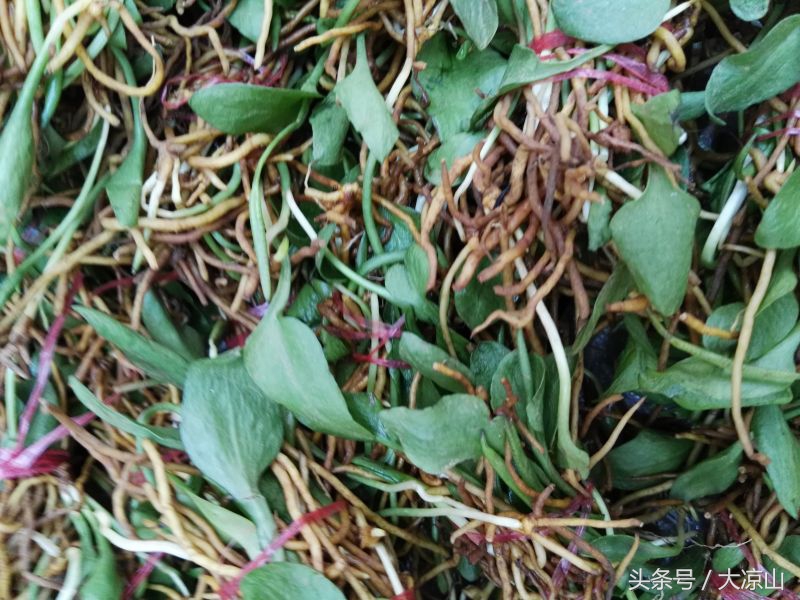 6月18日德昌端午节火爆场面将至,众多中草药先让你辨认,药膳宴等你品尝