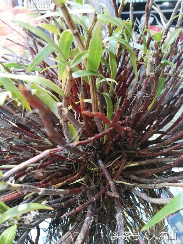 6月18日德昌端午节火爆场面将至,众多中草药先让你辨认,药膳宴等你品尝