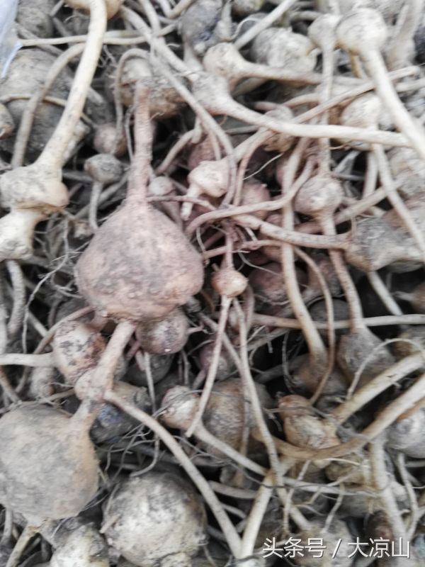 6月18日德昌端午节火爆场面将至,众多中草药先让你辨认,药膳宴等你品尝