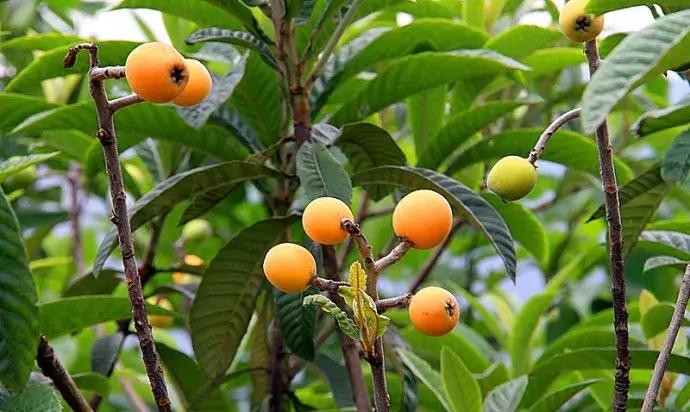 桃源小镇周边,成都桃源镇旅游景点