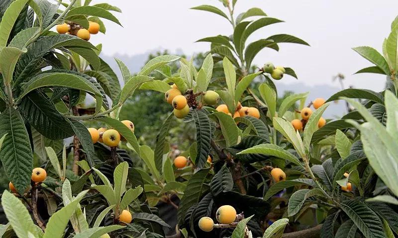 桃源小镇周边,成都桃源镇旅游景点