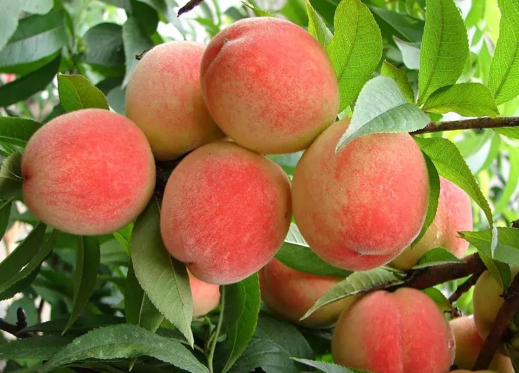 桃源小镇周边,成都桃源镇旅游景点