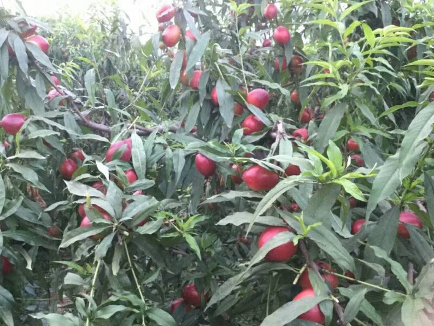 油桃大量上市相约莒县油桃市场,冠县大棚油桃价格表