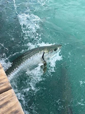 美国钓大海鲢,美国码头巨型海鲢