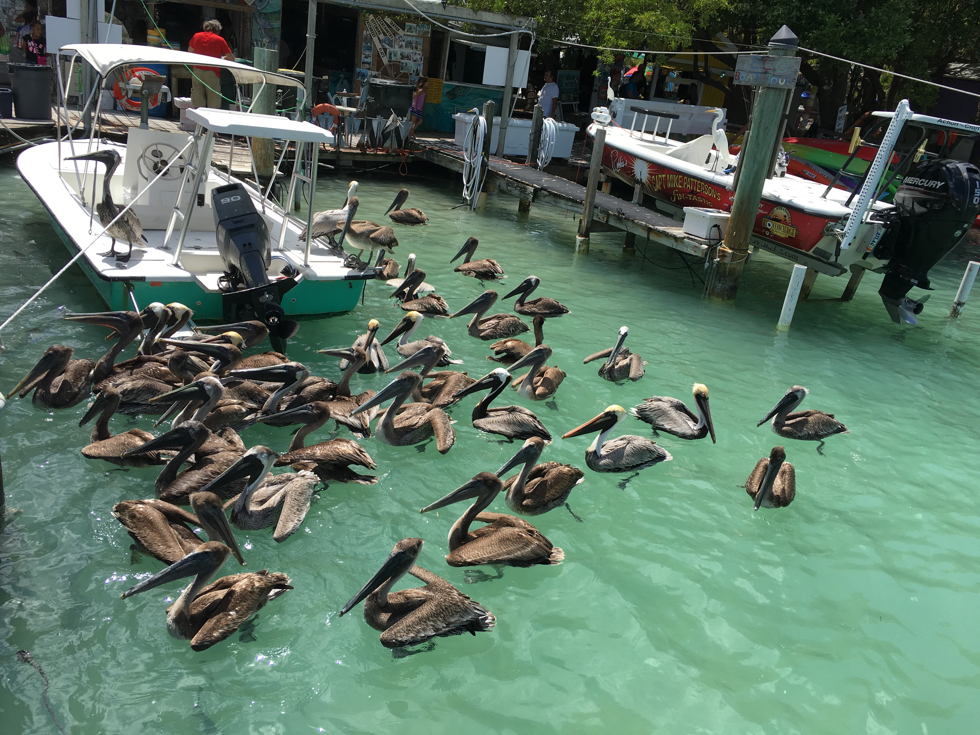 美国钓大海鲢,美国码头巨型海鲢