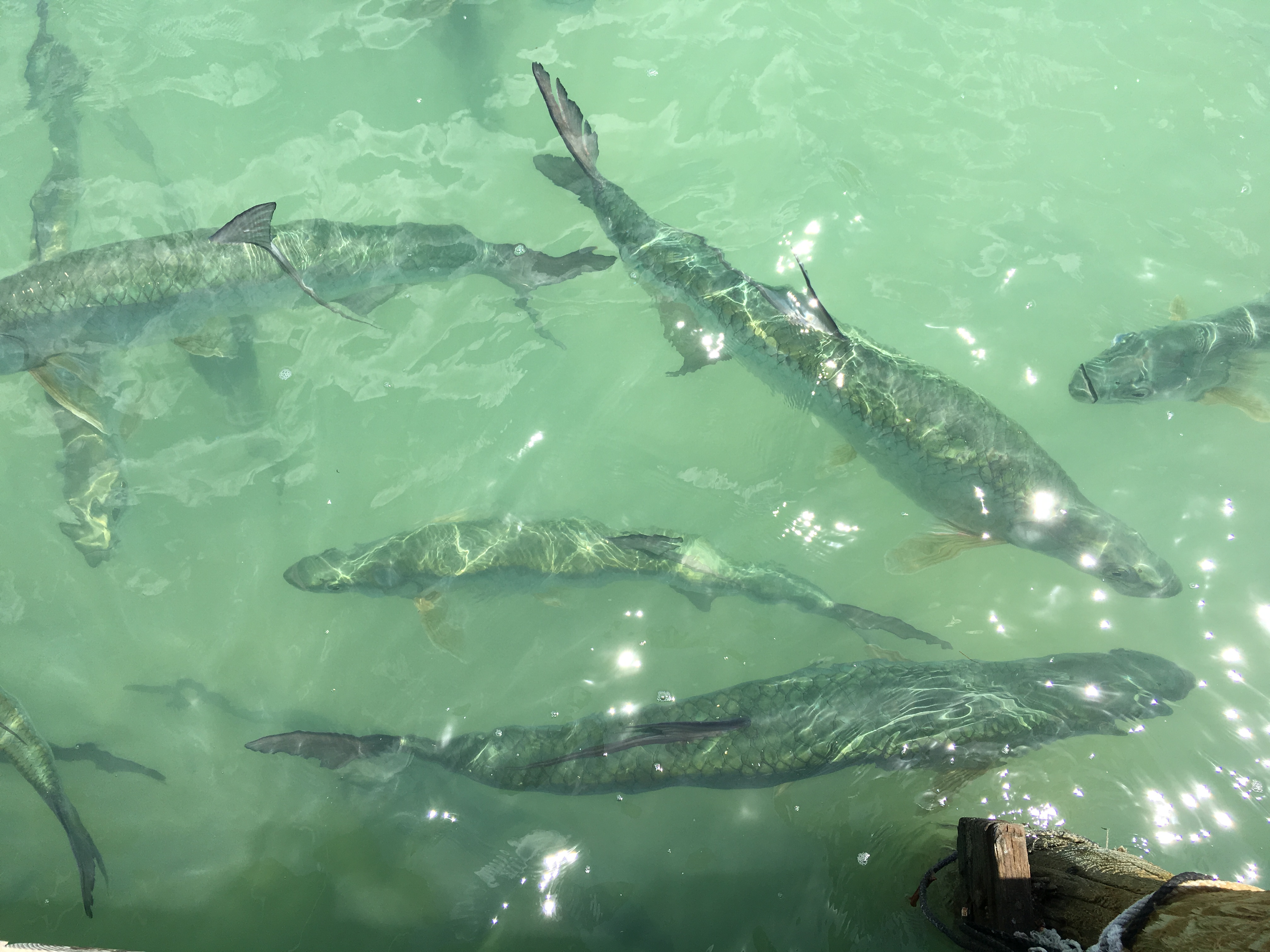 美国钓大海鲢,美国码头巨型海鲢