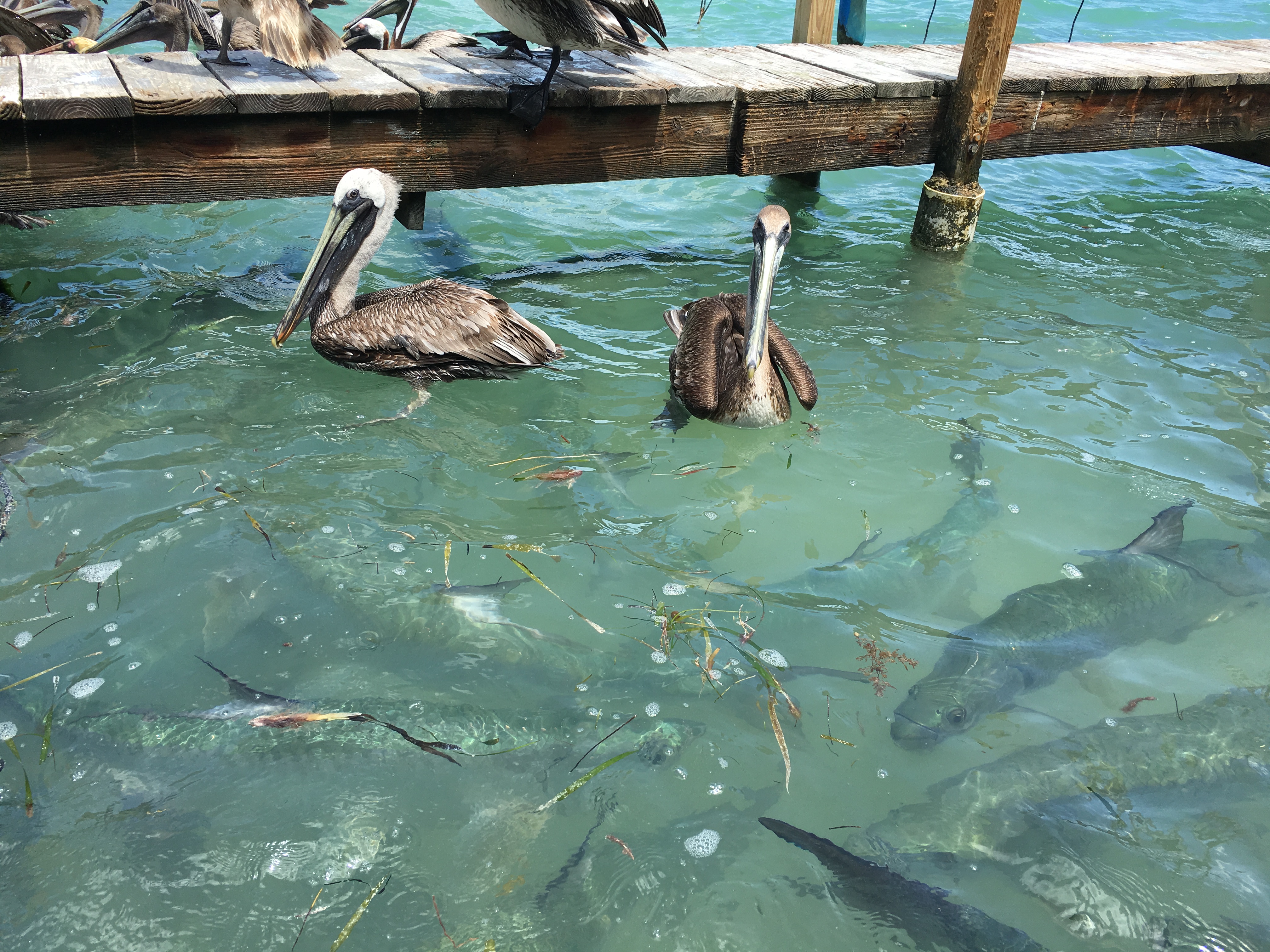美国钓大海鲢,美国码头巨型海鲢