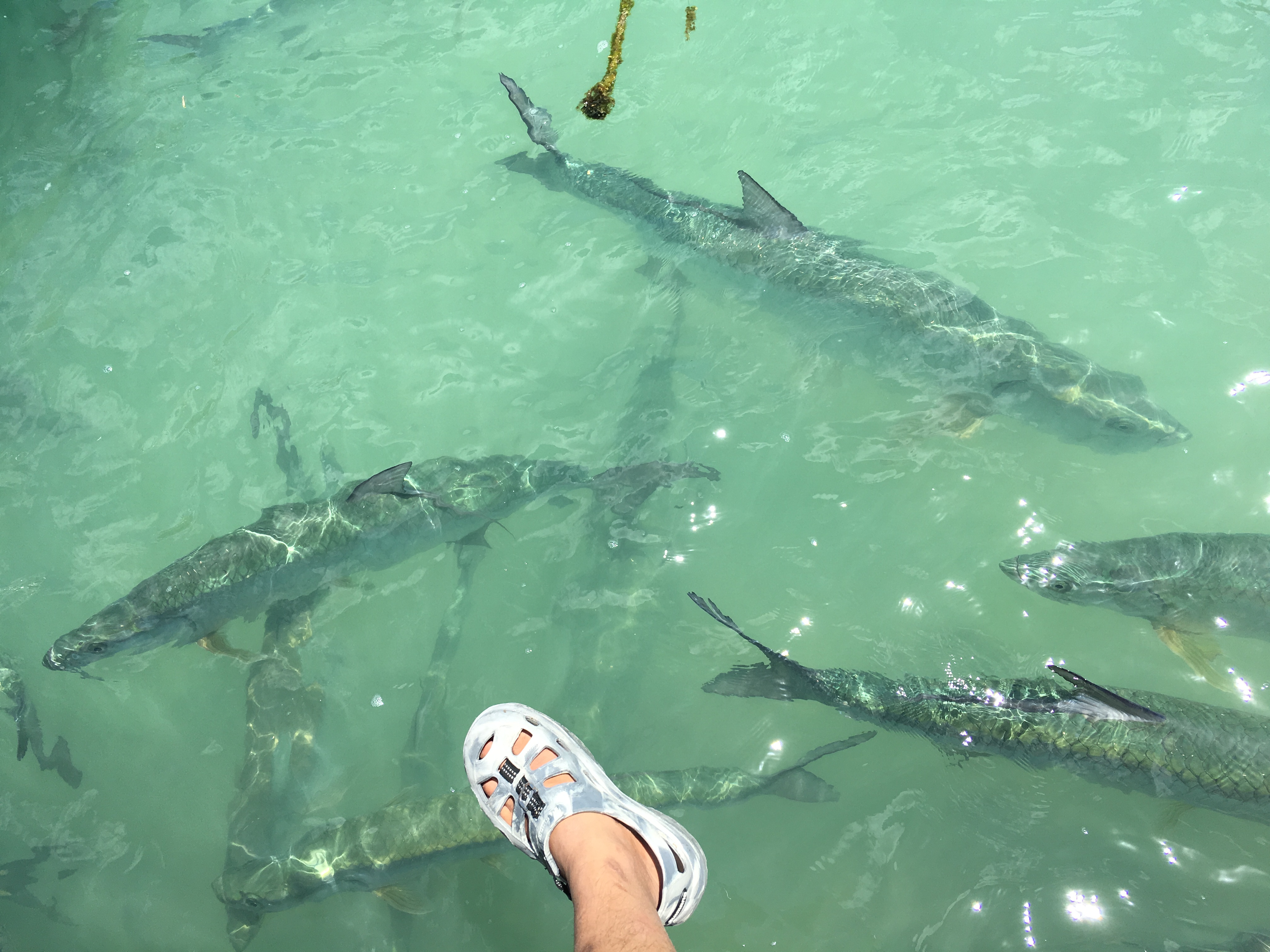 美国钓大海鲢,美国码头巨型海鲢