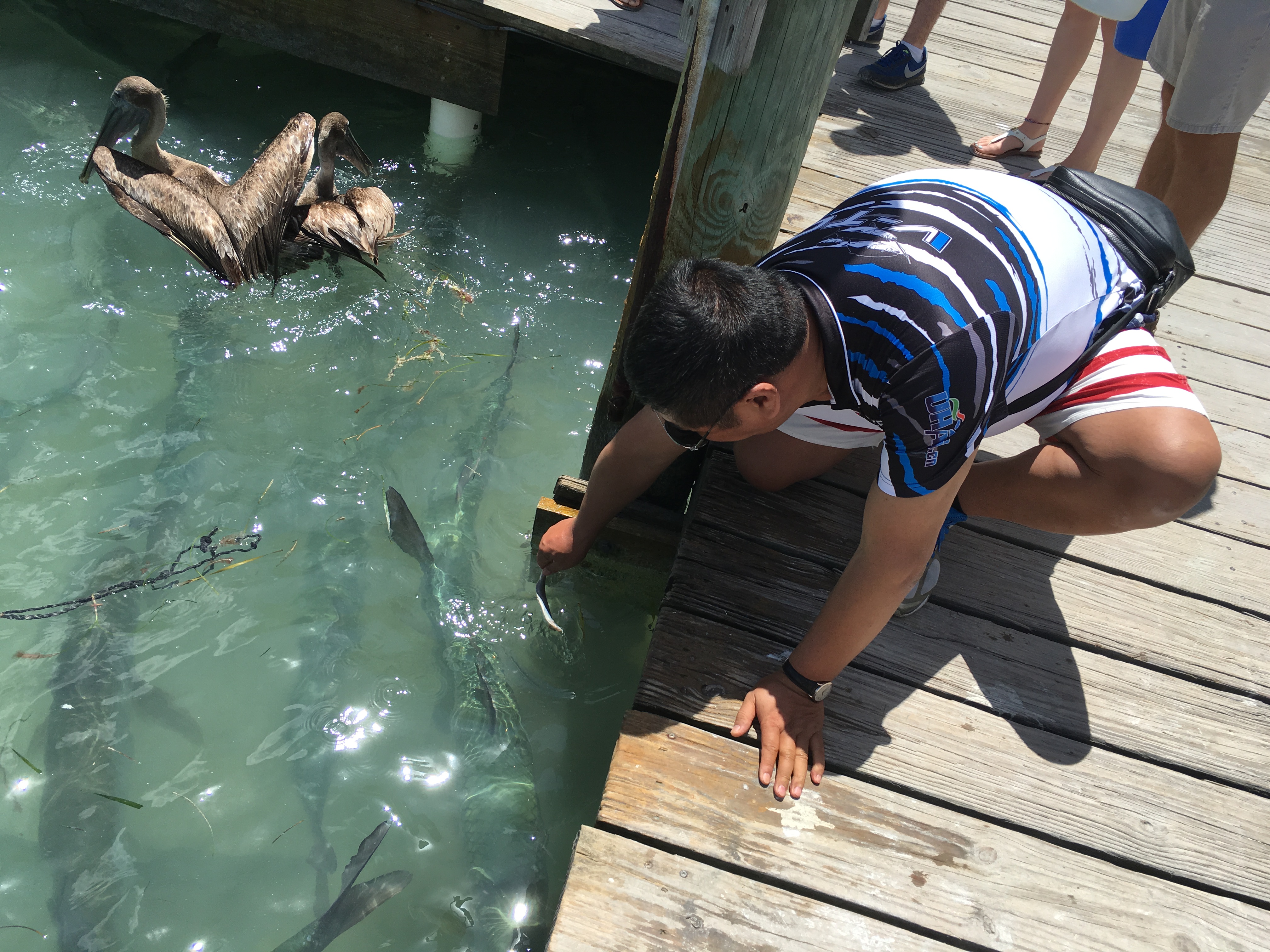 美国钓大海鲢,美国码头巨型海鲢