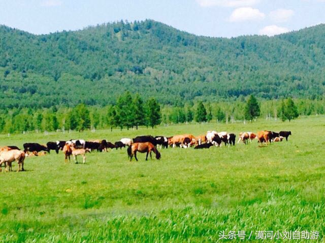 六月份去呼伦贝尔大草原旅游攻略,6月底呼伦贝尔大草原有草吗