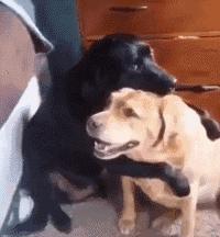 爸妈被忽悠去领养一只小狗，回来后邻居表示：这马真漂亮啊！