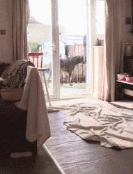 爸妈被忽悠去领养一只小狗，回来后邻居表示：这马真漂亮啊！