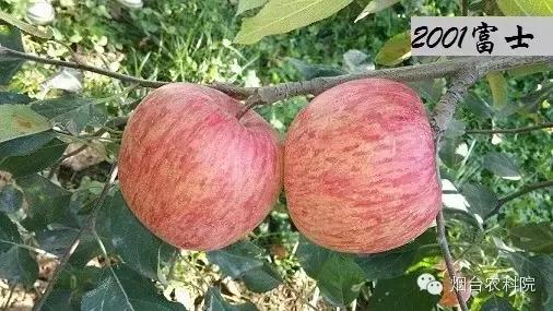 红富士苹果是中国的品种吗,红富士葡萄品种大全