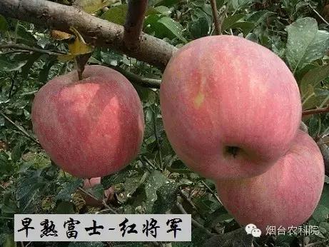 红富士苹果是中国的品种吗,红富士葡萄品种大全