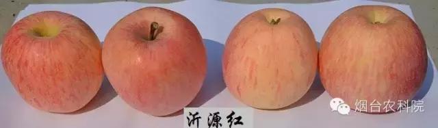 红富士苹果是中国的品种吗,红富士葡萄品种大全