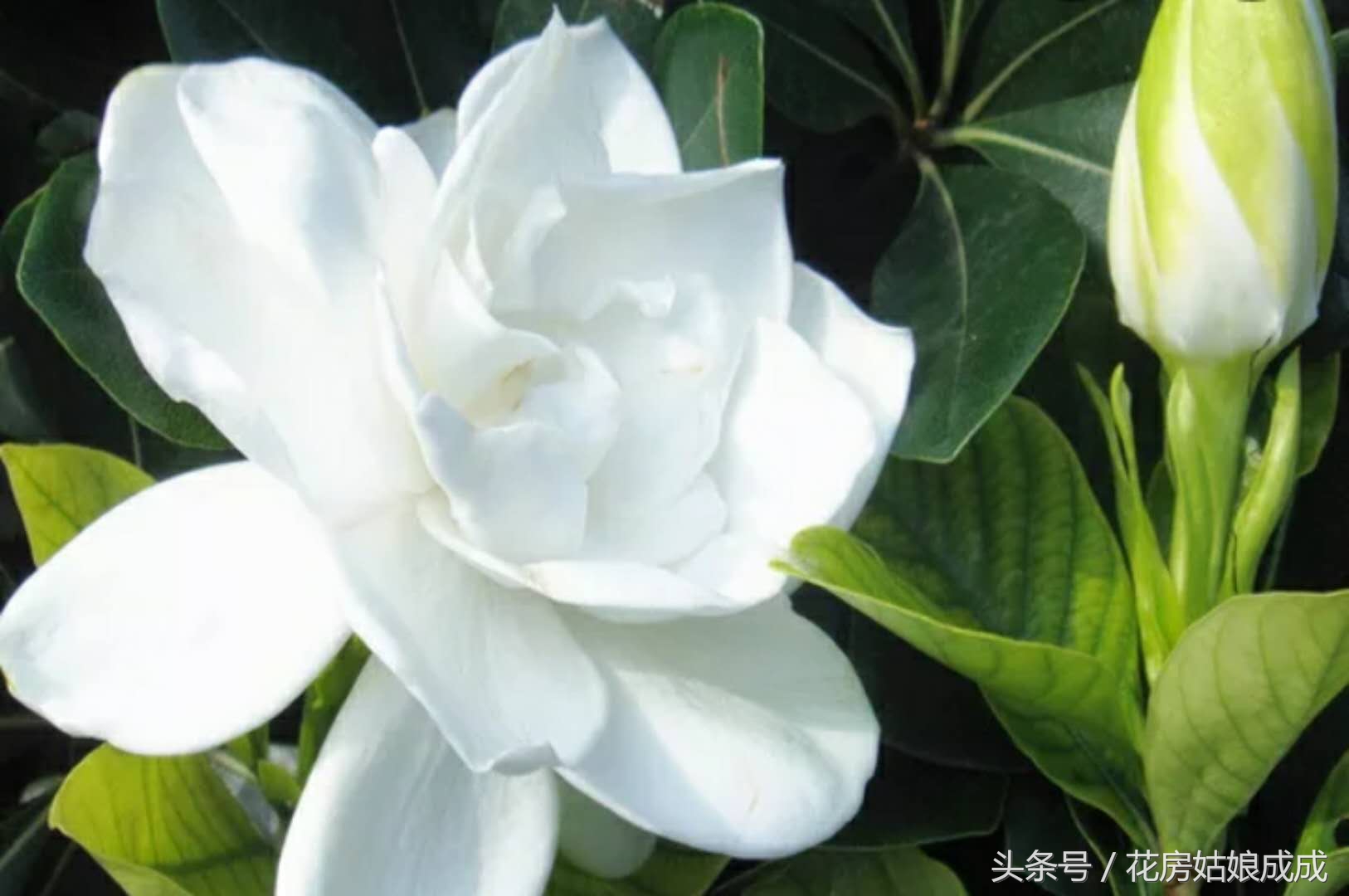 栀子花花谢以后怎么修剪,栀子花花谢后什么时候再开花