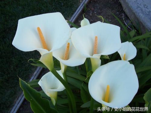 养花每个月都要施肥吗,养花三个月注意事项有哪些