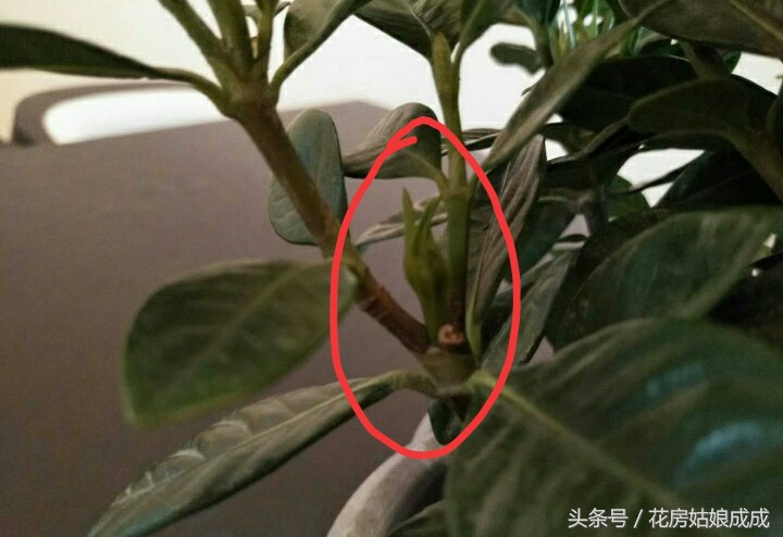 栀子花花谢以后怎么修剪,栀子花花谢后什么时候再开花