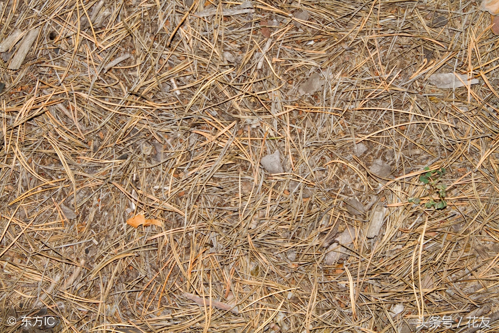 松针肥土怎么制作,松针自制营养土最快的方法