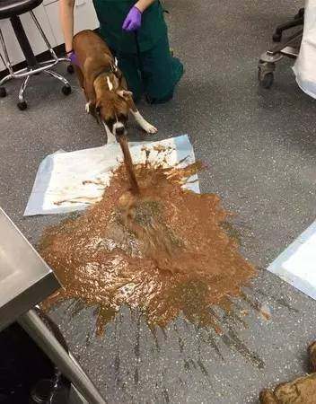 狗吃木糖醇会致死真的假的,多少克木糖醇可令狗死亡