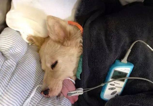 狗吃木糖醇会致死真的假的,多少克木糖醇可令狗死亡