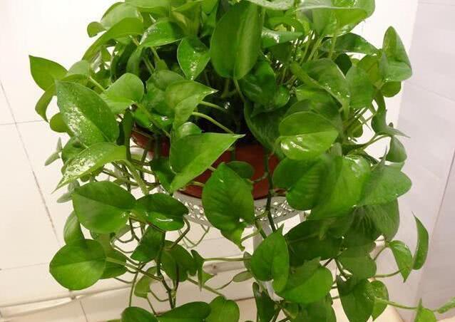 绿萝浇什么水叶子会发亮,绿萝浇什么水叶子又大又亮