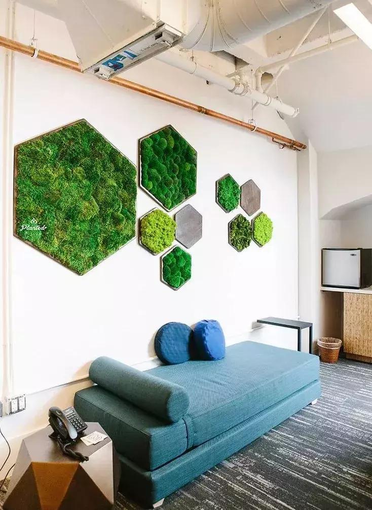 墙上种什么植物最好,景观墙上盆栽什么好看