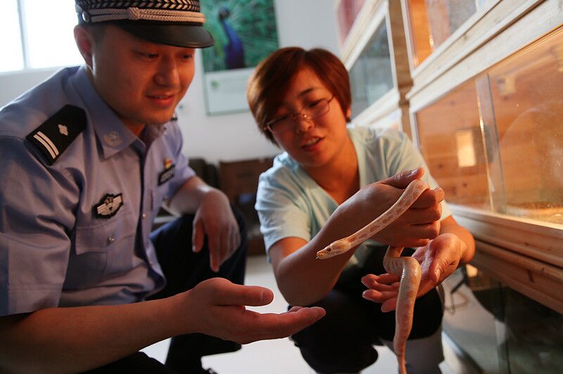 一旅客携带95条黄金蟒和巨蜥闯关*私走**4条珍贵动物最高可判无期