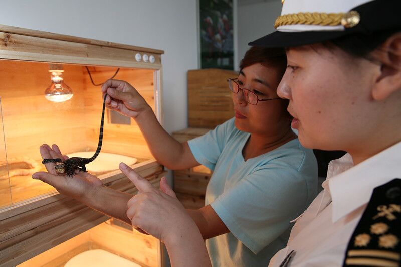 一旅客携带95条黄金蟒和巨蜥闯关*私走**4条珍贵动物最高可判无期