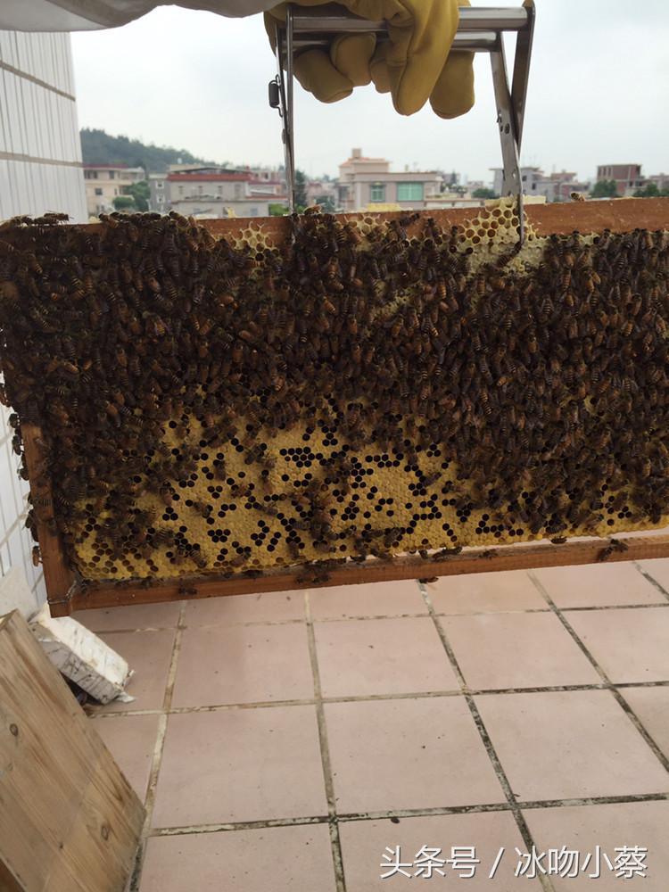 蜜蜂介入蜂王最好方法,抖蜂机伤蜂王吗