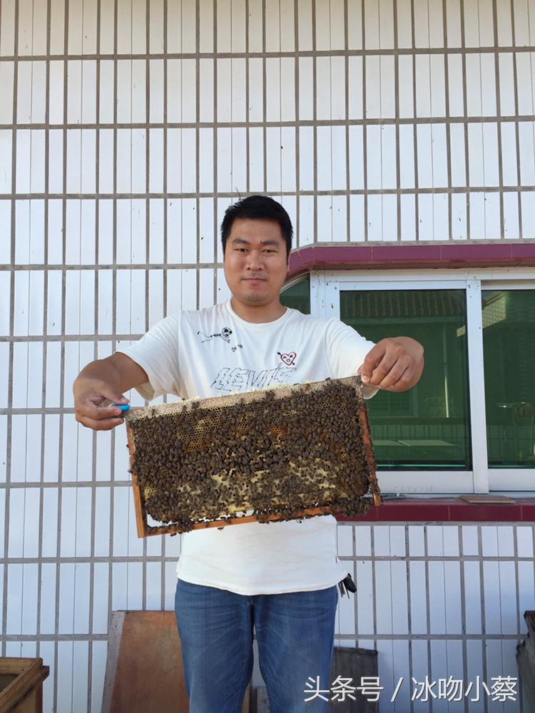 蜜蜂介入蜂王最好方法,抖蜂机伤蜂王吗