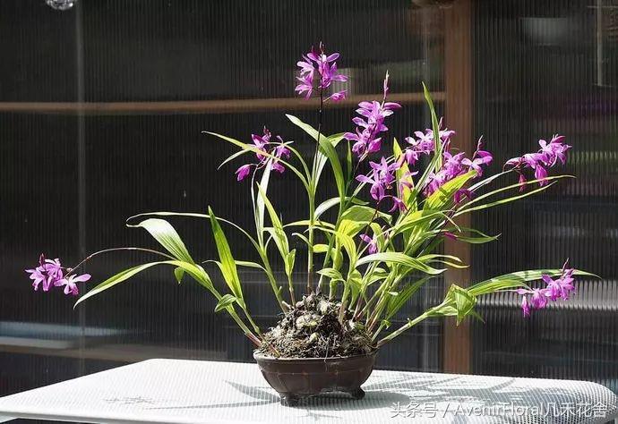 白及：美貌与功效并存的小仙女—几禾花舍