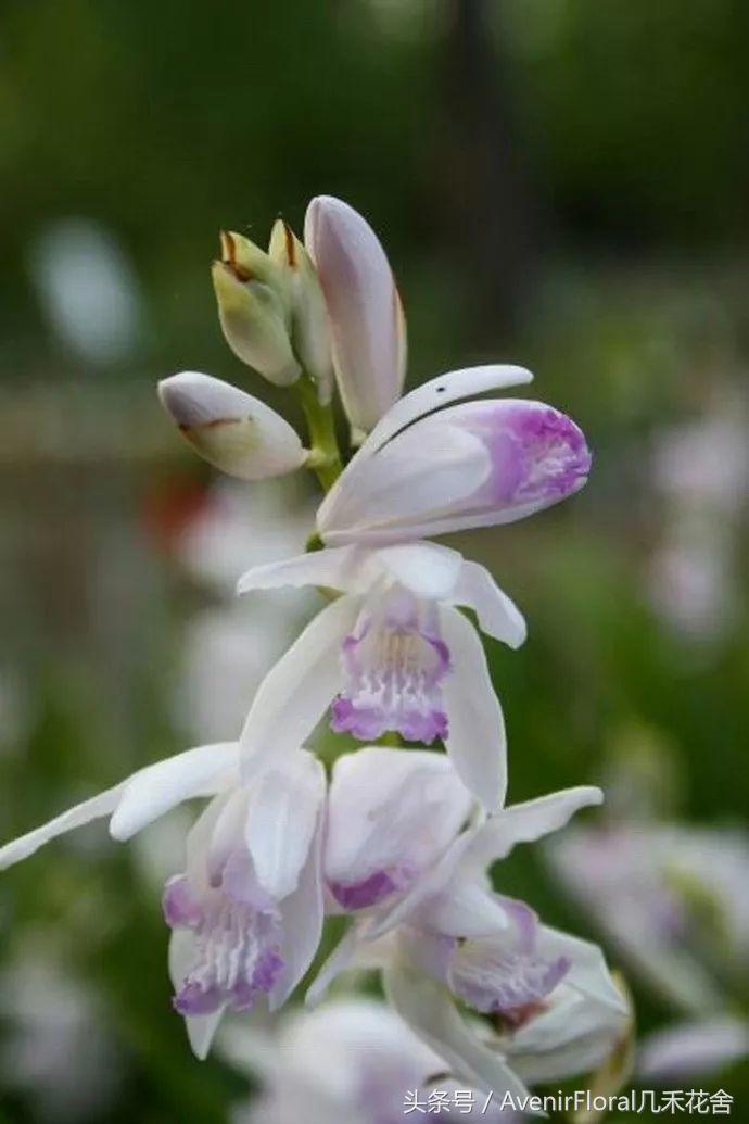 白及：美貌与功效并存的小仙女—几禾花舍