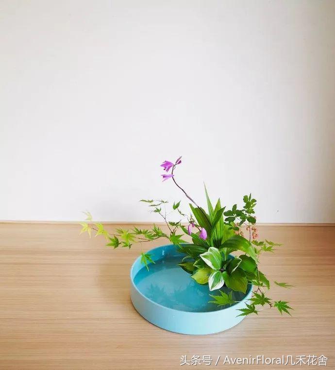 白及：美貌与功效并存的小仙女—几禾花舍