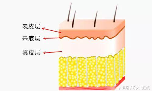 脸干脸油是什么原因,油脸和脸干怎么办