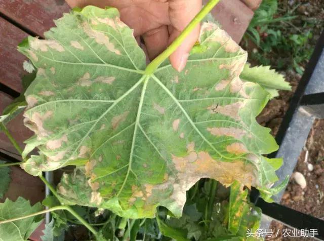 葡萄叶片斑点干枯是什么病,葡萄叶面枯黄怎么办