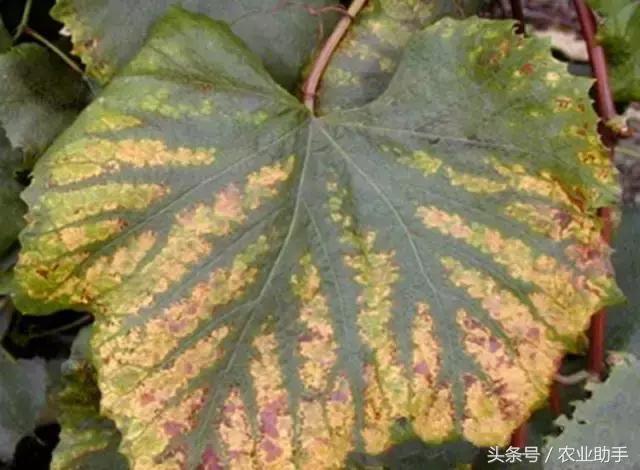 葡萄叶片斑点干枯是什么病,葡萄叶面枯黄怎么办