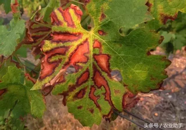 葡萄叶片斑点干枯是什么病,葡萄叶面枯黄怎么办