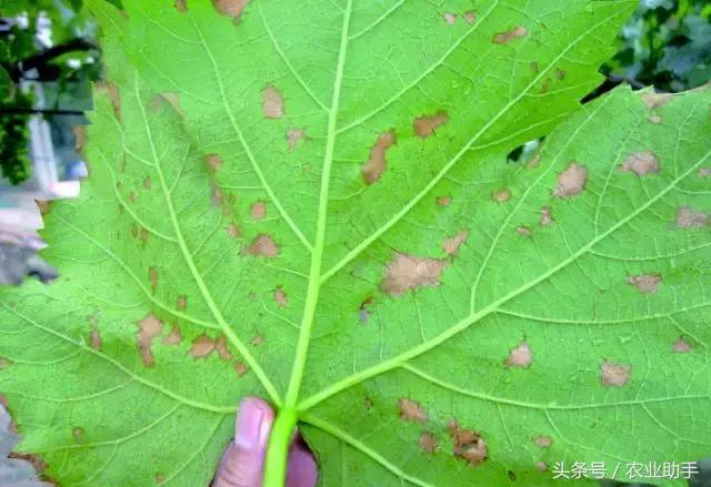 葡萄叶片斑点干枯是什么病,葡萄叶面枯黄怎么办