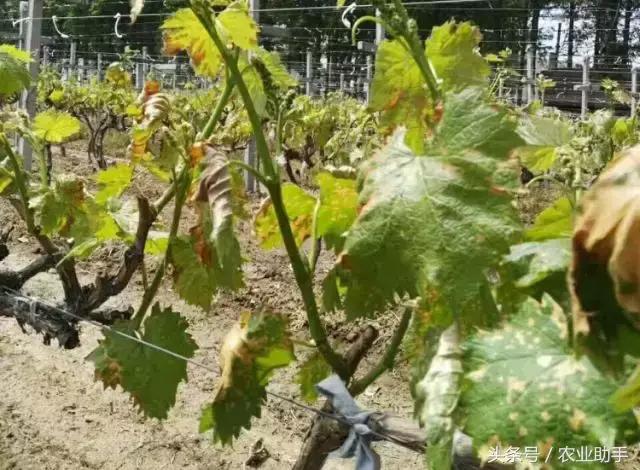 葡萄叶片斑点干枯是什么病,葡萄叶面枯黄怎么办