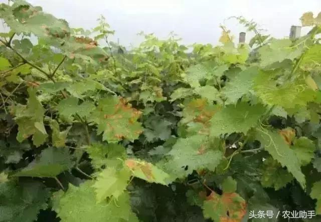 葡萄叶片斑点干枯是什么病,葡萄叶面枯黄怎么办