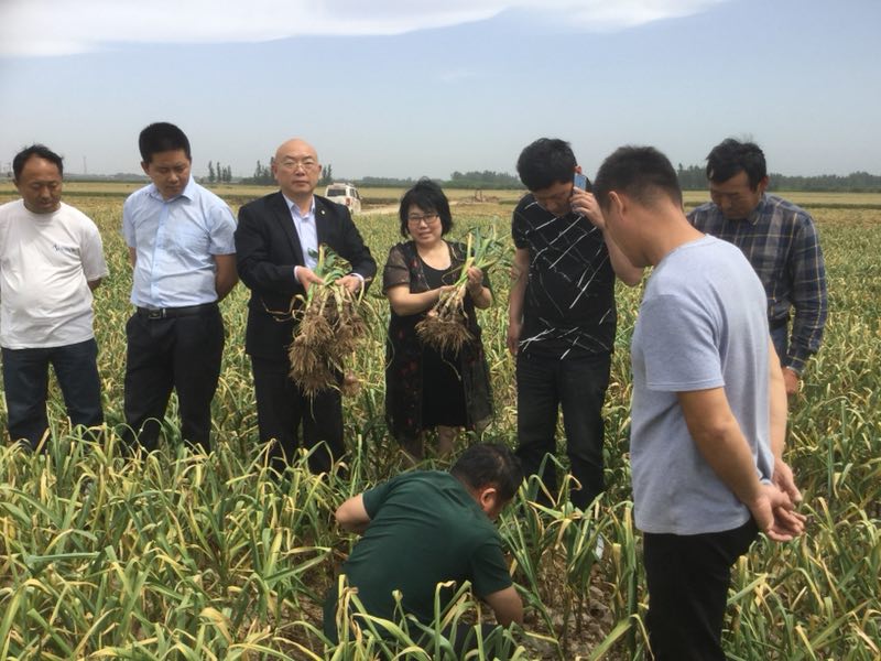 油桃大量上市相约莒县油桃市场,冠县大棚油桃价格表