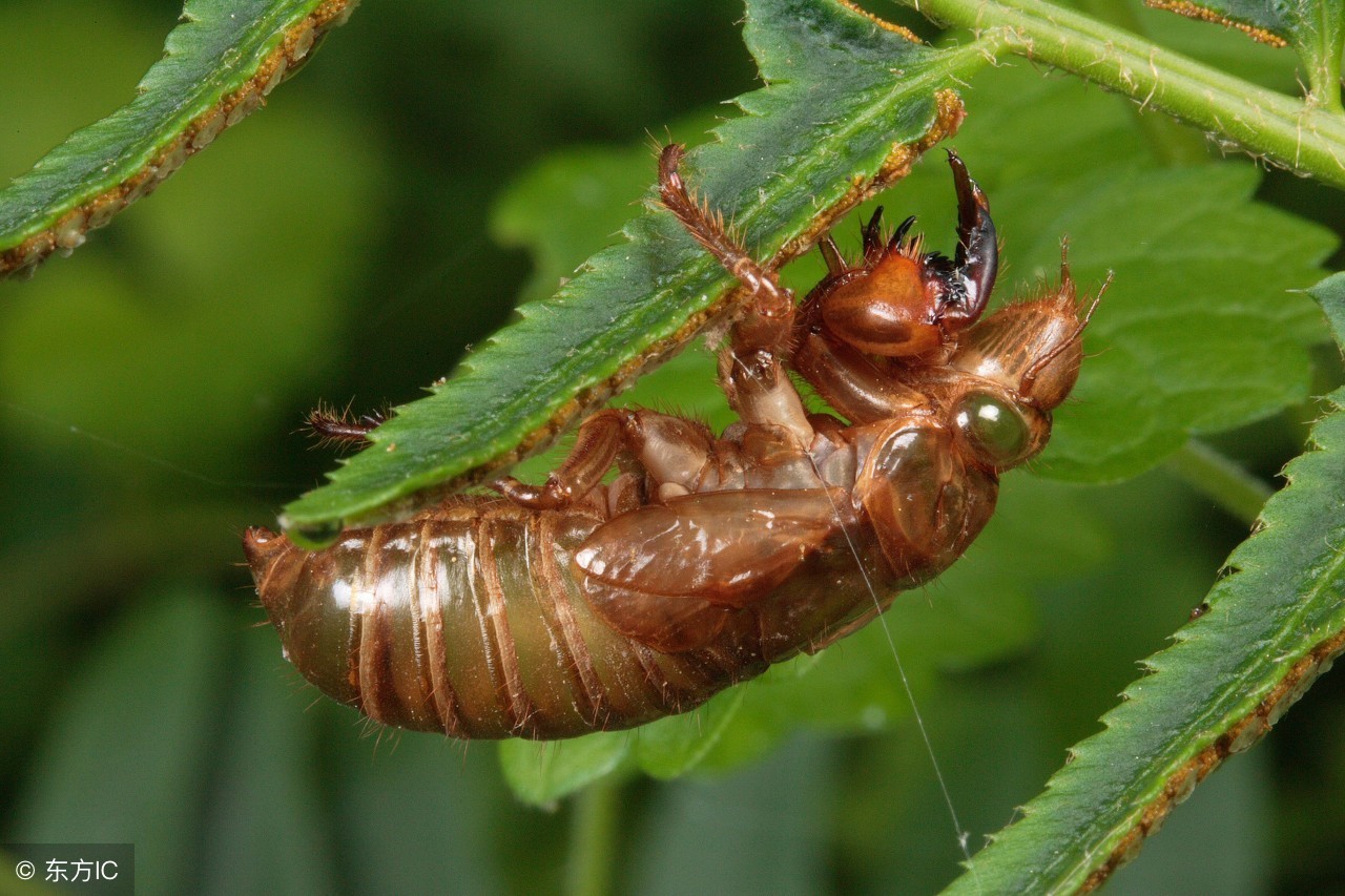借物喻人是一种常用的写作方法,文学作品里的借物喻人